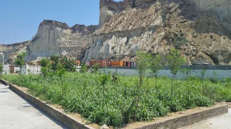Chinese grass