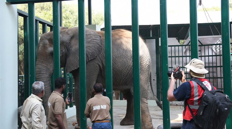 Elephant Madhubala bonds with sisters after 15-year separation
